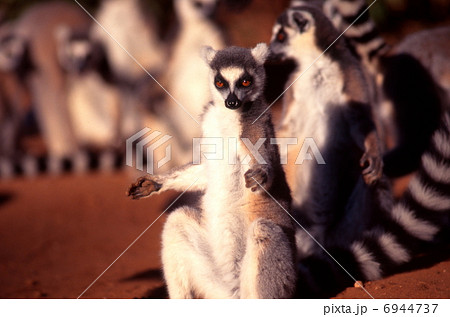 日光浴するワオキツネザル 日光浴するワオキツネザル 6944737