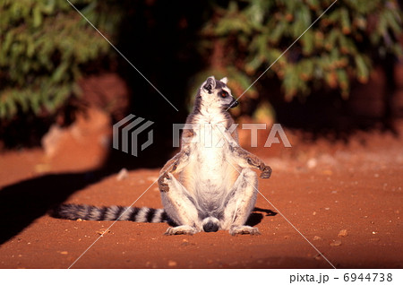 日光浴するワオキツネザル 日光浴するワオキツネザル 6944738