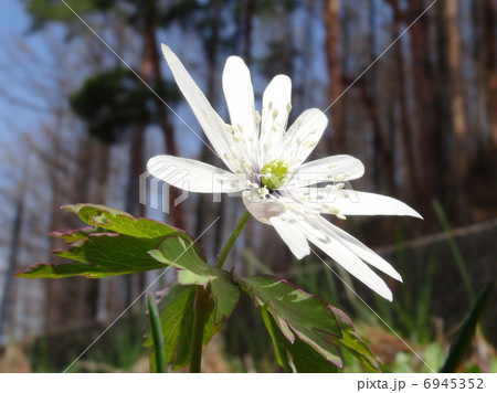 アズマイチゲ 6945352