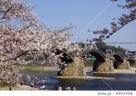 錦帯橋・桜 6945408