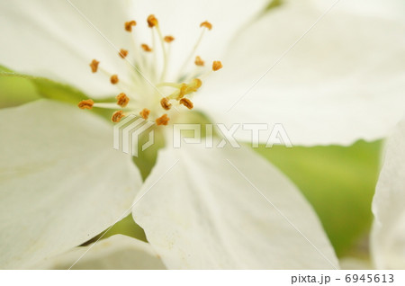 オトメリンゴの花 オトメリンゴの花 6945613