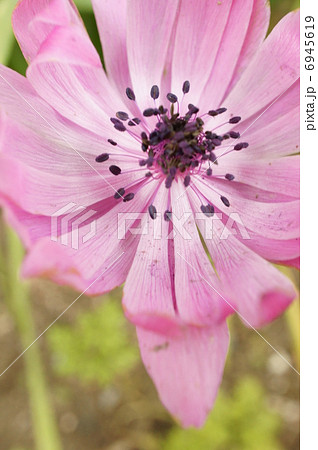 アネモネの花 6945619