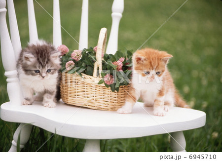 仲良し仔猫 6945710