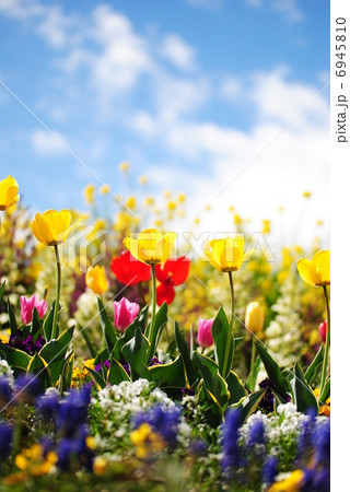 チューリップと菜の花の春の風景 チューリップと菜の花の春の風景 6945810