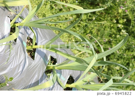 にんにく（ホワイト六片）の成長（植え付け5ヶ月）０１ 6945822