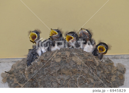 燕の雛 6945829