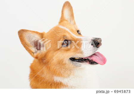 ウェルシュ・コーギー・ペンブローク 6945873