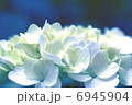 あじさい 6945904