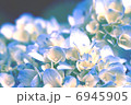 あじさい 6945905