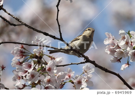 ニュウナイスズメ雌と桜 6945969
