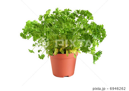 Parsley tree Parsley tree 6946262