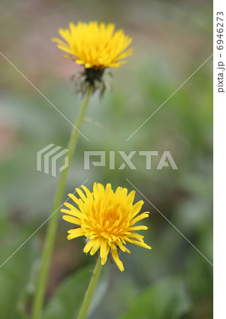 タンポポ タンポポ 6946273