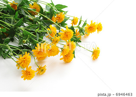 ヒメヒマワリ 6946463