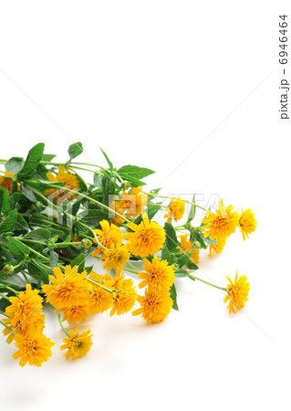 ヒメヒマワリ 6946464