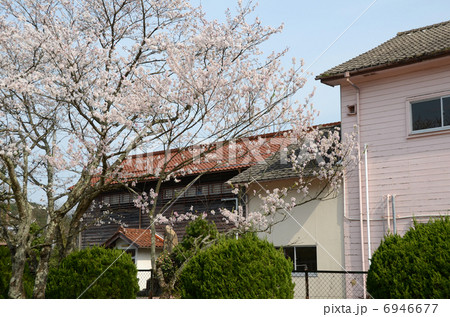 桜と校舎 桜と校舎 6946677