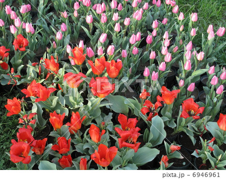 花畑 6946961