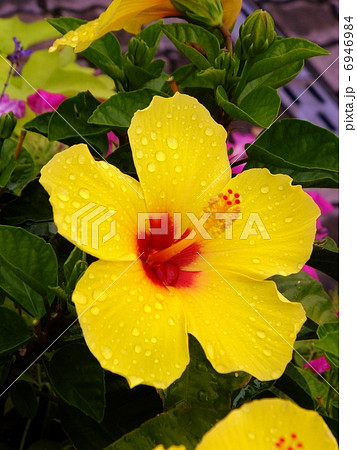ハイビスカス ハイビスカス 6946984