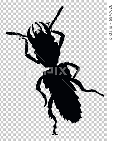 Insect isolated. Vector silhouette. EPS 8 Insect isolated. Vector silhouette. EPS 8 6947026