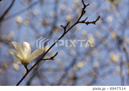 モクレン5 モクレン5 6947514