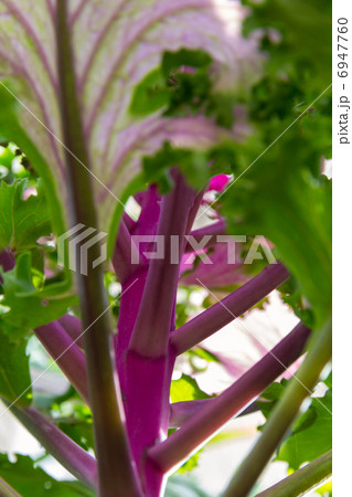 decorative cabbage below view decorative cabbage below view 6947760