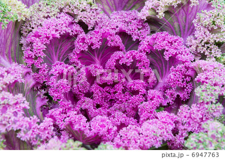 decorative cabbage decorative cabbage 6947763