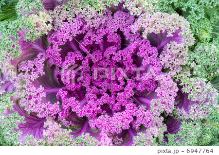 decorative cabbage decorative cabbage 6947764