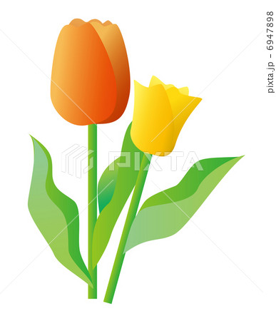 チューリップ 6947898