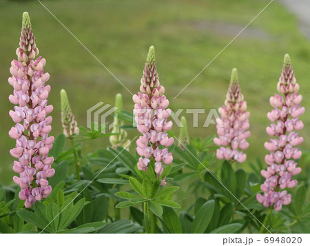 ルピナス 6948020