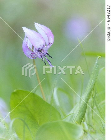 カタクリ 6948217