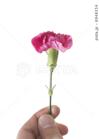 カーネーション 6948354
