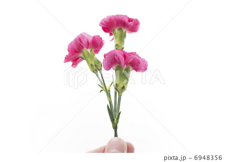 カーネーション 6948356
