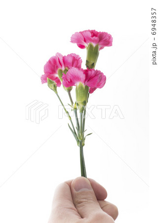 カーネーション 6948357