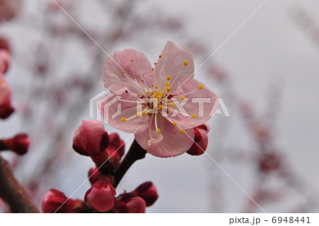 杏の花 6948441