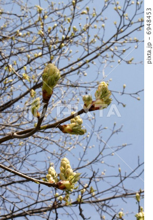 モミジバフウ　の花芽 6948453