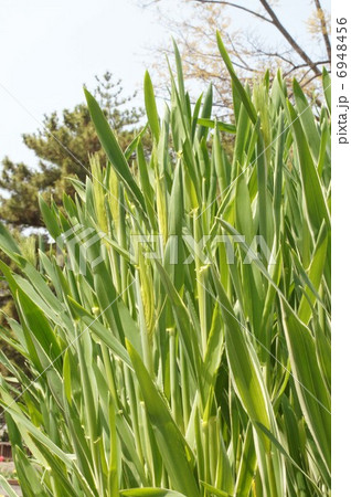 麦の穂 麦の穂 6948456