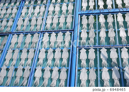 イカ干し 6948465