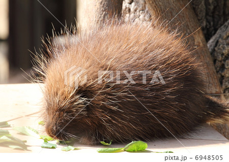 カナダヤマアラシ 6948505