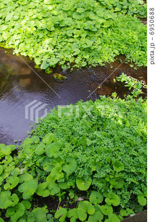 清流にフキの群生 6950688