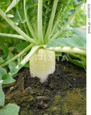 大根 大根 6950859