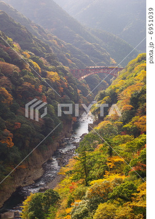 紅葉の渓谷を渡る南阿蘇鉄道のトロッコ列車の写真素材