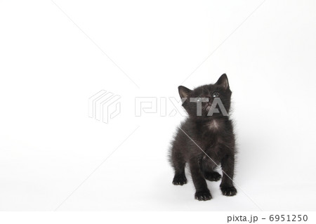 くろねこ くろねこ 6951250