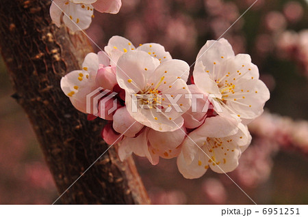 あんずの花 6951251