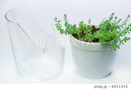 割れたガラスコップと植物 6951343