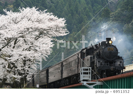 桜と蒸気機関車ｃ１０ 6951352
