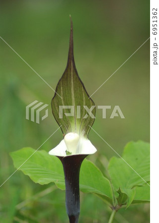 ユキモチソウ ユキモチソウ 6951362