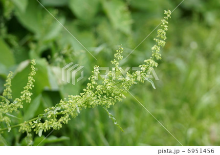 羊蹄　ギシギシと申します。 6951456