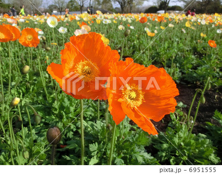 アイスランドポピー アイスランドポピー 6951555