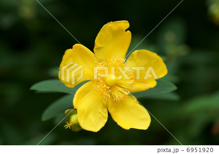 大輪金糸梅タイリンキンシバイ　園芸品種です。 6951920