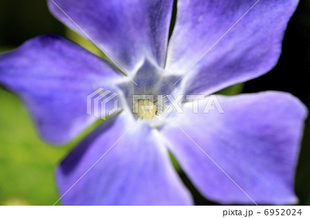 ツルニチニチソウ(蔓日々草) ツルニチニチソウ(蔓日々草) 6952024