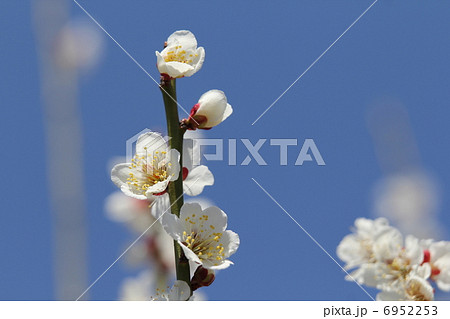 梅　白玉 6952253